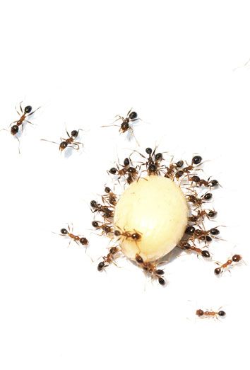 Trilha de formigas em parede