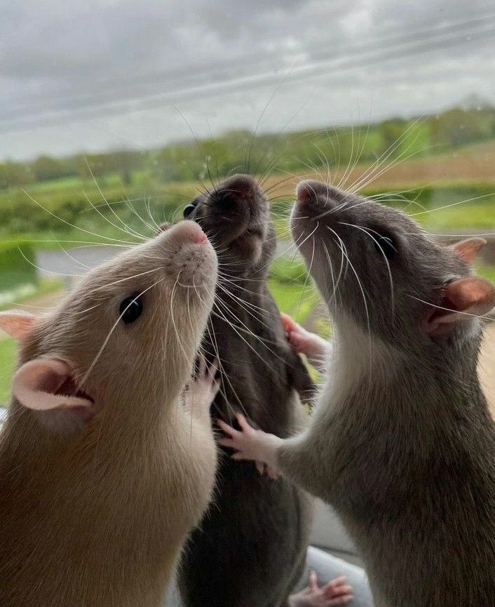 Rato em ambiente urbano