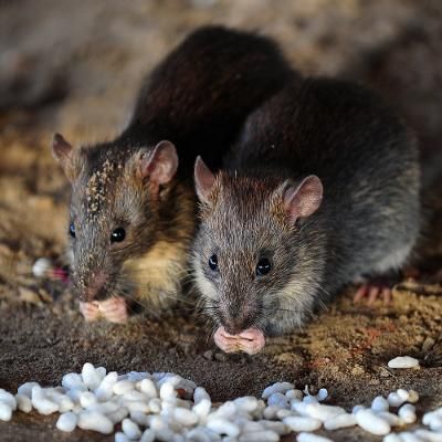 Ratos em colónia