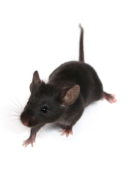 Danos causados por ratos